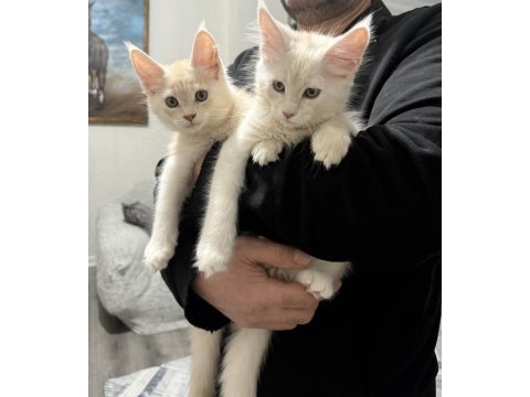 Safkan maine coon yavruları 3 aylık