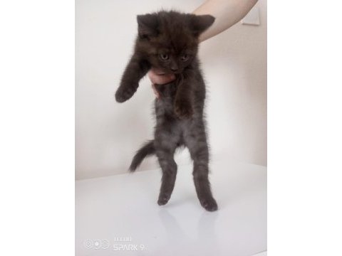 British shorthair nadir renk