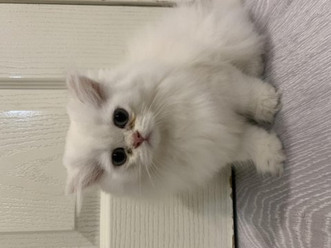 Cam gözlü british longhair yavru