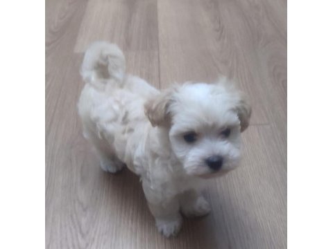 Sevimli maltese yavrusu