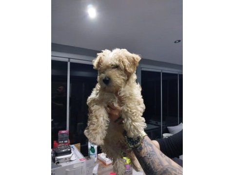 Safkan maltipoo köpeği yavruları