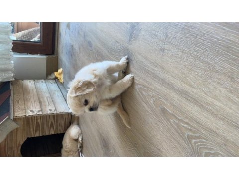 Pamuk pekinez köpekler