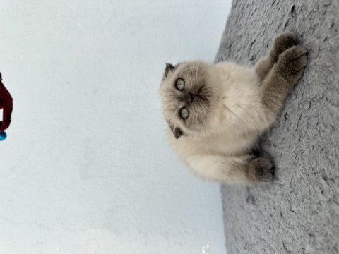 Kedilerimi acil sahiplendirmem gerekiyor