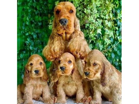 Cocker show kalitede yurtdışı yavrularımız
