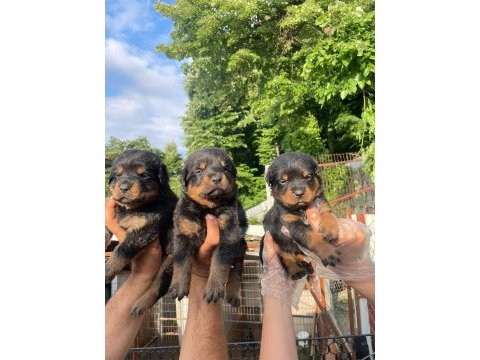 Big koca kafa rottweiler yavrular