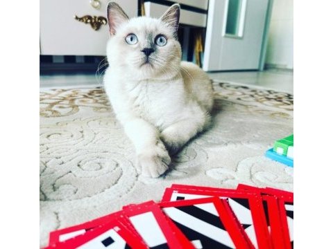 Sahiplendireceğiz kedimizi