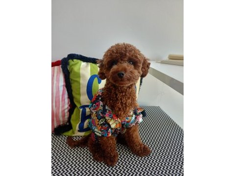 Brown toy poodle erkek - mini boy çiftleşmeye hazır