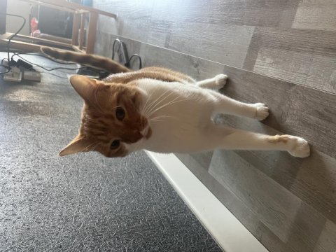 Erkek kısır bir yaşında sarman