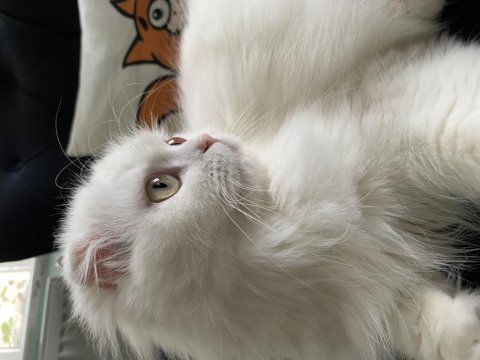 Pamuk prenses longhair kedimiz