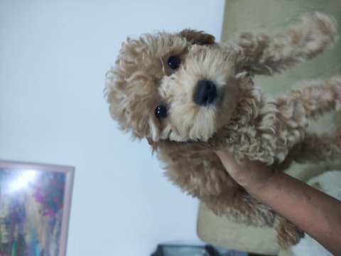 Poodle bebişler yeni yuvasını bekliyorlar