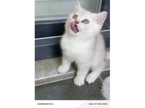 British shorthair dişi yavru