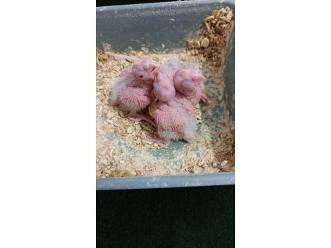 Sağlıklı bakıcı kırmızı göz albino sultan papağanı