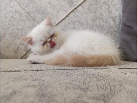Exotic shorthair 2 aylık dişi