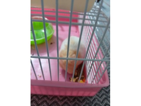 Acil satılık yavru hamster