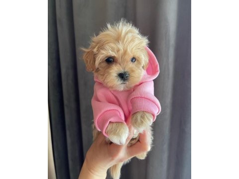 Dünya tatlısı maltipoo yavruları