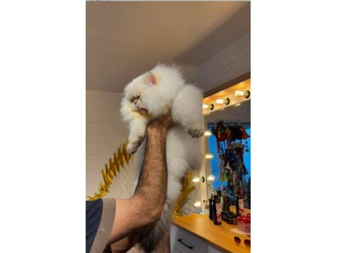 Şampiyon annenin british longhair şecereli ve çipli