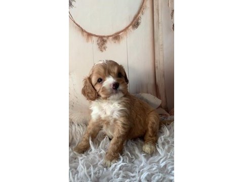 Sevimli maltipoo yavrular yeni yuvasını arıyor!