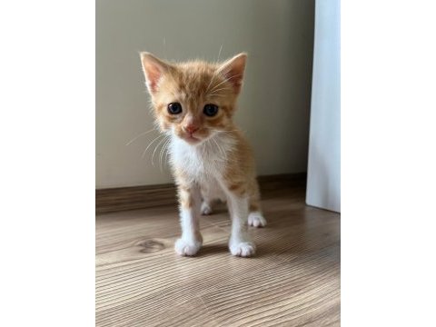 Ücretsiz yavru kediler sahiplendirme