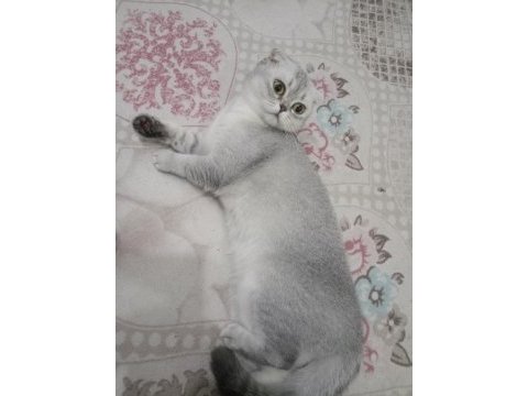 Scottish fold dişi kedi