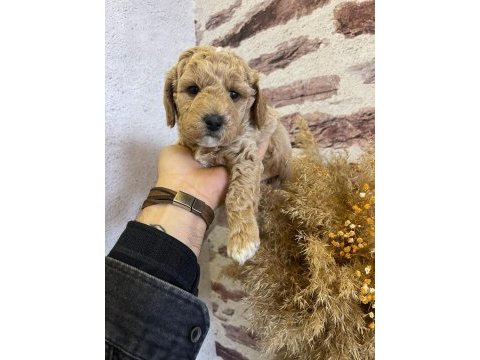 Birbirinden tatlı kaliteli toy poodle yavrularımız