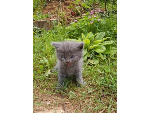 2 aylık british shorthair