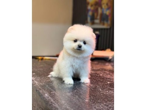 Sağlık ve ırk garantili pomeranian