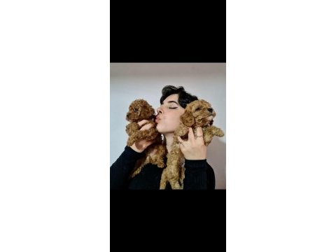 Apricot dişi erkek poodle yavrularımız