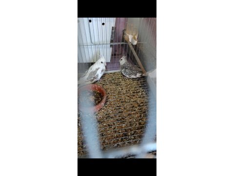 Sultan papağanı bebekler yeni sahibini bekliyor