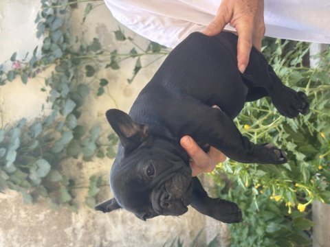 Show kalite black dişi french bulldog