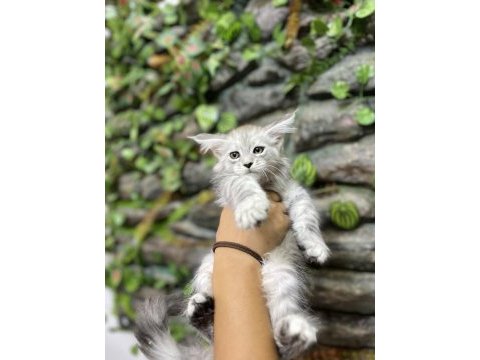 Şecereli üretim izinli maine coon yavrular