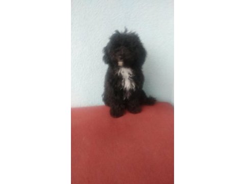 Evde bakılabilecek tek ırk toy poodledir