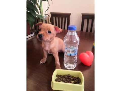 2 aylık dişi 1 numara pinscher yavru sahiplendirilecek