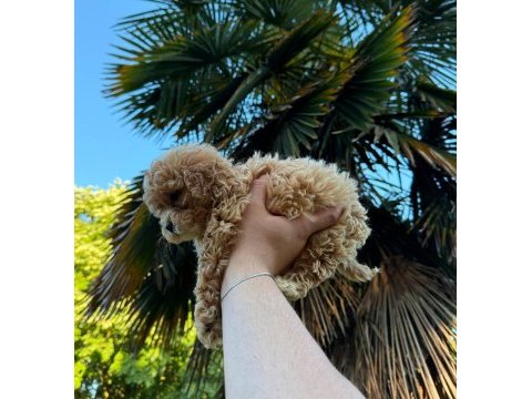 En uyguna en kaliteli toy poodle