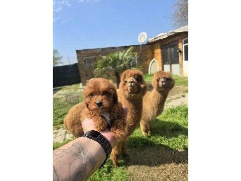 Sağlıklı maltipoo bebekler