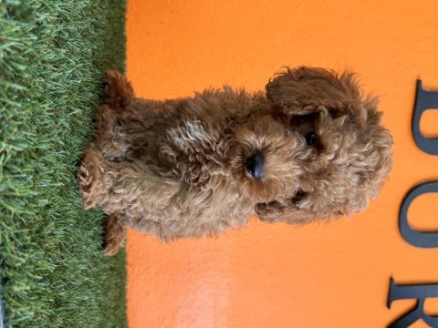 Antialerjik tüy yapısına sahip toy poodle