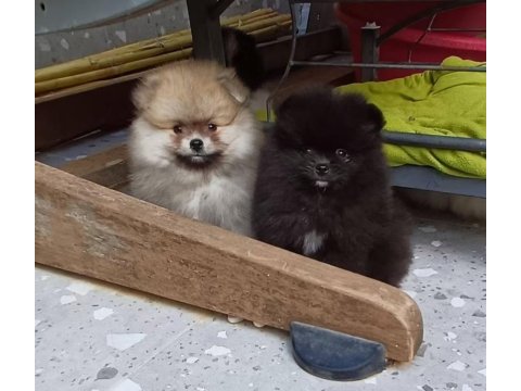 Pomeranian boo tea cup garantili