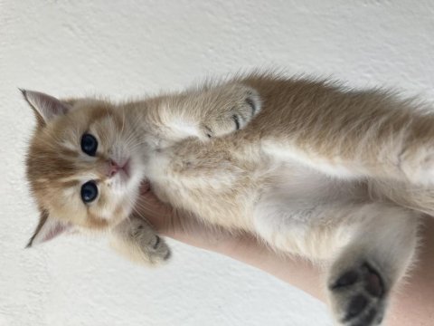 Golden baby british shorthair