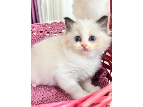 Şampiyon genetikli safkan ragdoll yavruları
