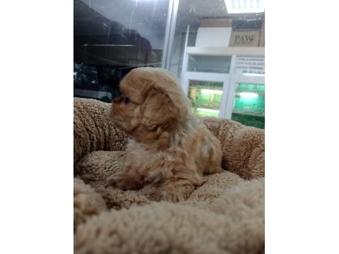 Dişi ve erkek maltipoo yavrularımız
