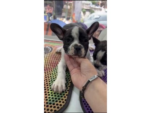 Kepçe kulak fransız bulldog