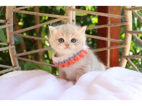 Safkan british shorthair blue golden