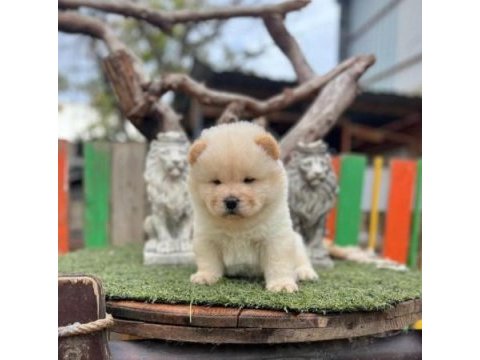 Irk ve sağlık garantili chow chow