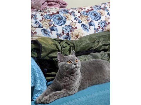 British shorthair kedimiz