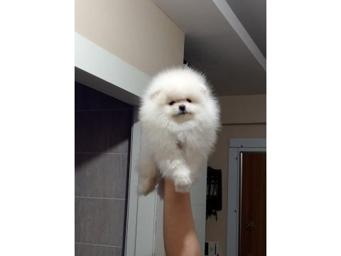 3.5 aylık muhteşem kalitede pomeranian yavrular