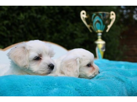 Burkemden sevimli maltese terrier yavruları