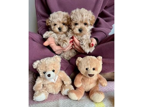 F2 maltipoo yavruları