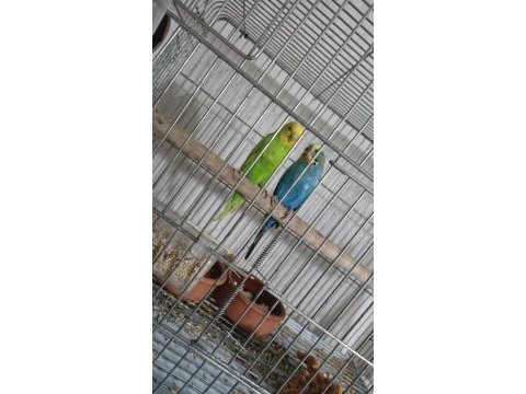 Yavrulu muhabbet kuşu