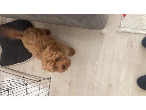 Kahve maltipoo