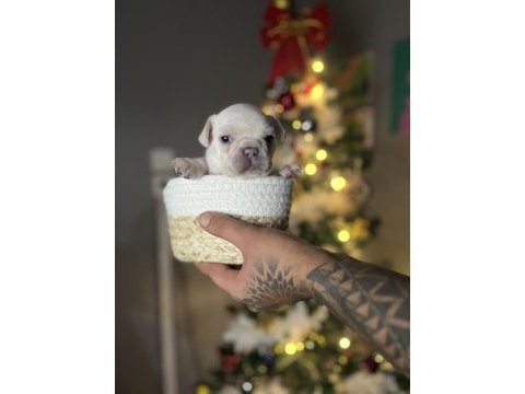 Egzotik french bulldog yavrularımız rezerveye açılmıştır