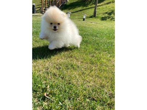  en sevimli pomeranian yavruları 